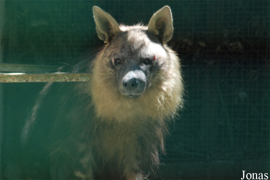 Hyaena brunnea